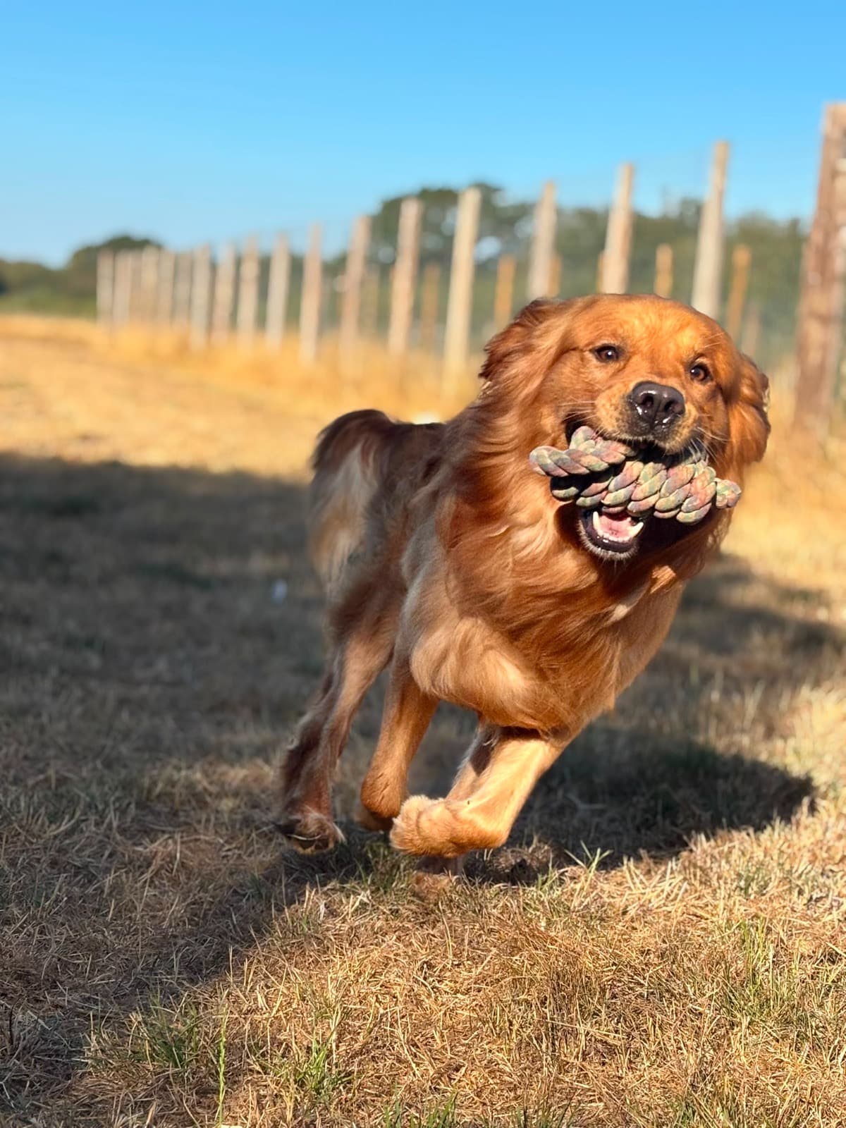 A golden retriever running towards the camera with a rope toy, the fence line behind