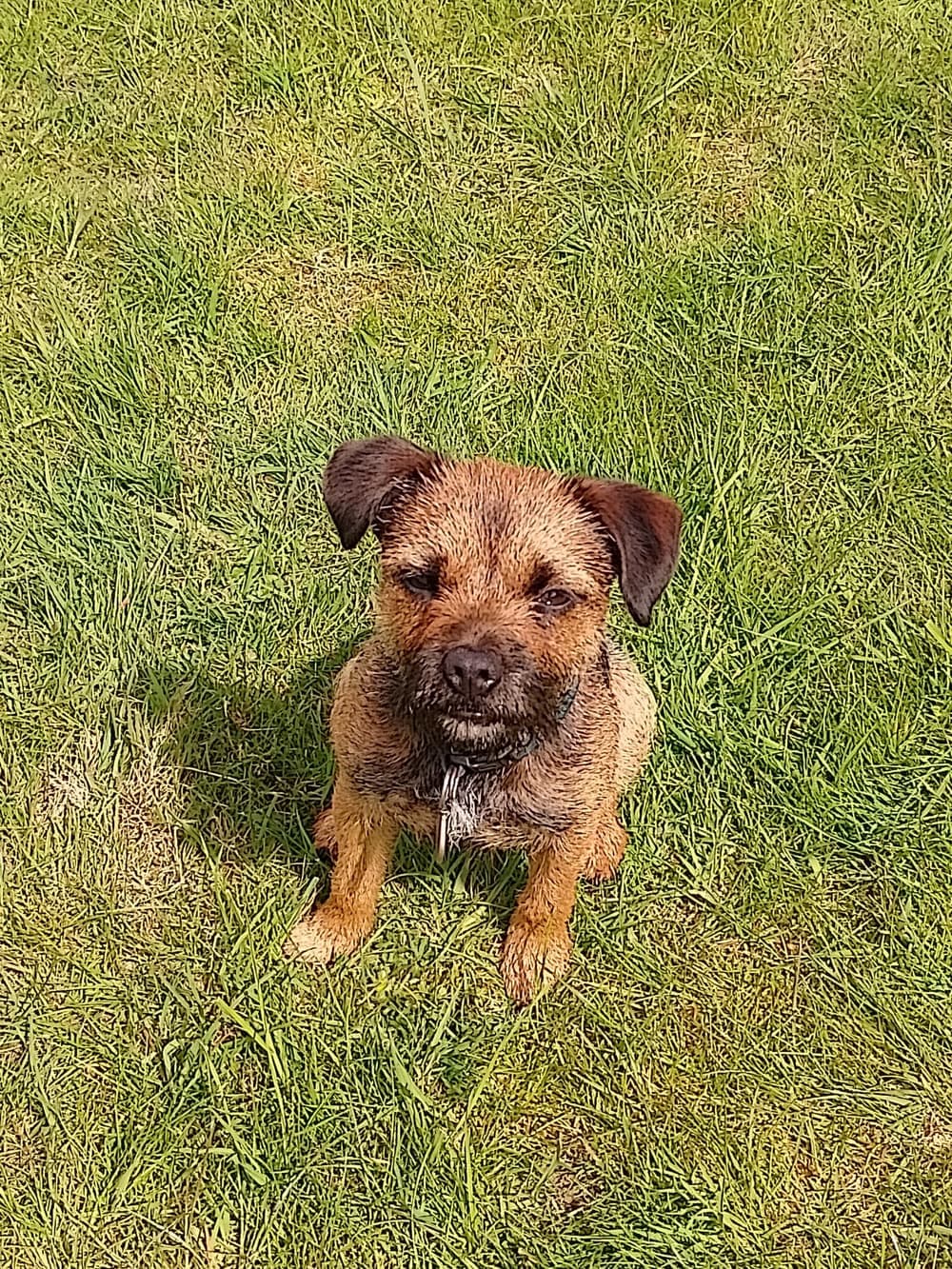 Rosie, a border terrier, sitting in the grass and looking up at the camera